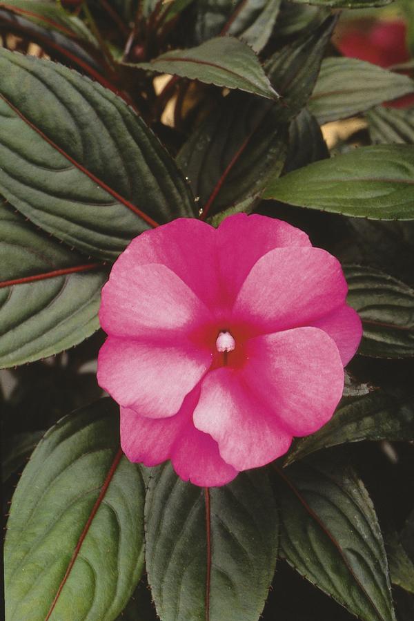 New Guinea impatiens hawkerii 'Paradise Fuchsia on Lavender'