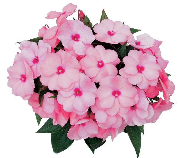 New Guinea impatiens hawkerii 'Paradise Select Light Pink'