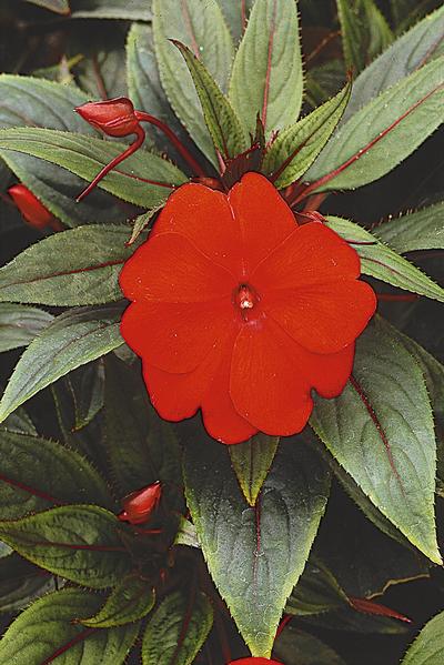 New Guinea impatiens hawkerii 'Paradise Select New Red'