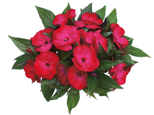 New Guinea impatiens hawkerii 'Paradise Select Rose Flair'