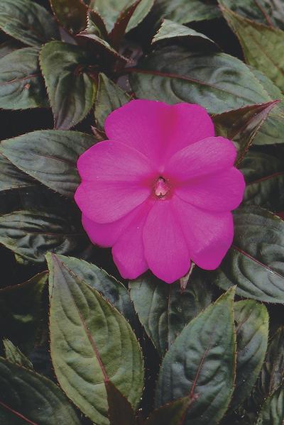 New Guinea impatiens hawkerii 'Pure Beauty Purple'