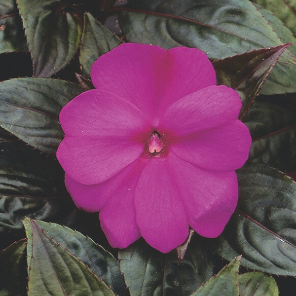 New Guinea impatiens hawkerii 'Pure Beauty Purple'