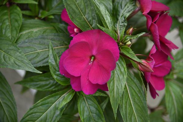 New Guinea impatiens hawkerii 'Sonic Deep Purple Imp'