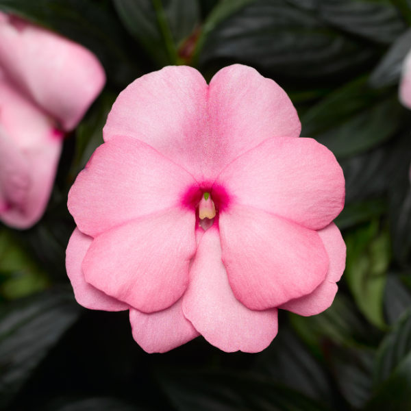 New Guinea impatiens hawkerii 'Sonic Light Pink'