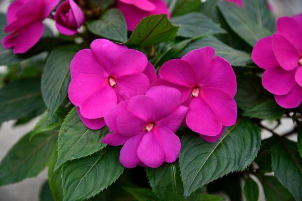 New Guinea impatiens hawkerii 'Sonic Lilac'