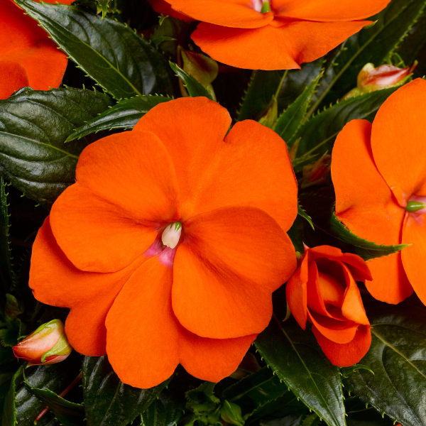 New Guinea impatiens hawkerii 'Sonic Orange'