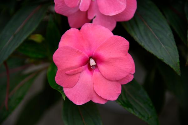 New Guinea impatiens hawkerii 'Sonic Pink'