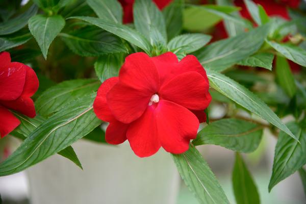 New Guinea impatiens hawkerii 'Sonic Red'