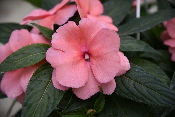 New Guinea impatiens hawkerii 'Sonic Salmon'