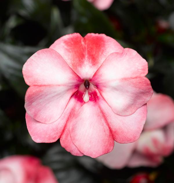 New Guinea impatiens hawkerii