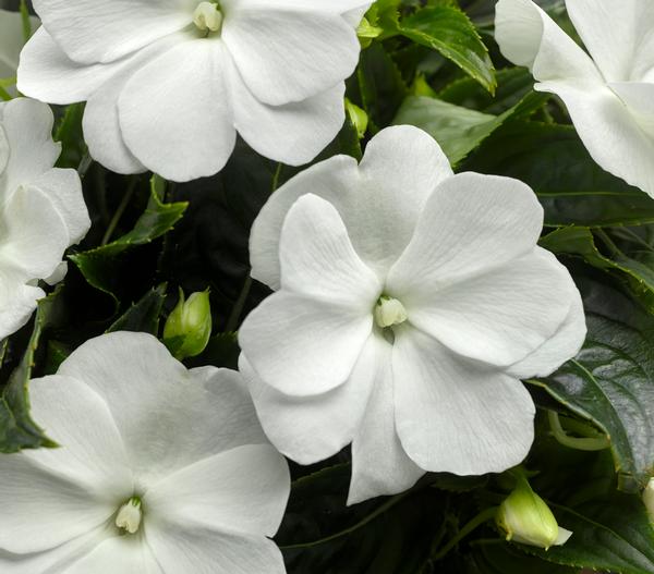 New Guinea impatiens hawkerii 'Sonic White Imp'