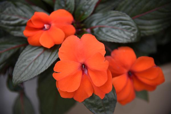 New Guinea impatiens hawkerii 'Super Sonic Flame'