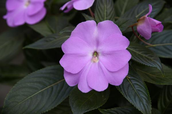 New Guinea impatiens hawkerii 'Super Sonic Lavender'