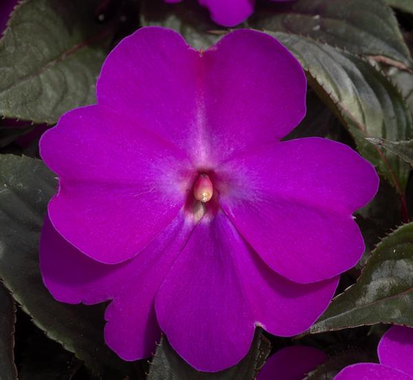 New Guinea impatiens hawkerii 'Super Sonic Lilac'