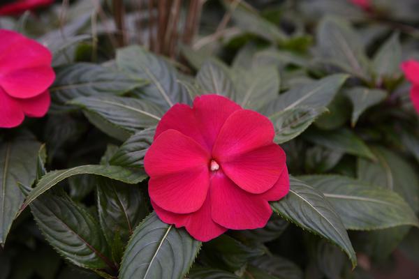 New Guinea impatiens hawkerii 'Super Sonic Magenta'