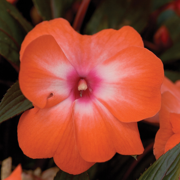 New Guinea impatiens hawkerii 'Super Sonic Orange Ice'