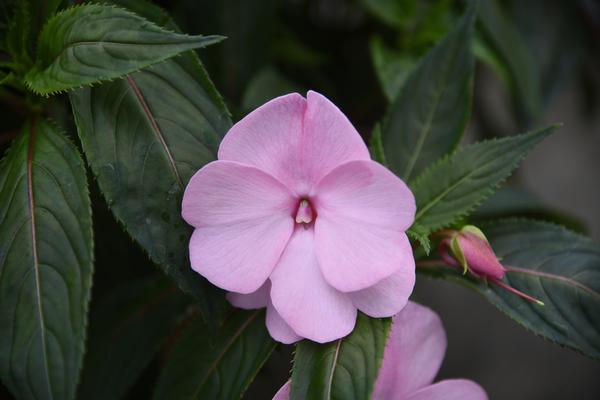 New Guinea impatiens hawkerii 'Super Sonic Pastel Pink'