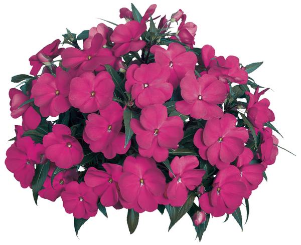 New Guinea impatiens hawkerii 'Super Sonic Purple'