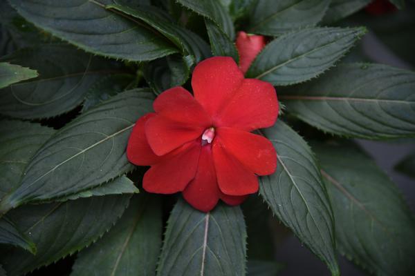 New Guinea impatiens hawkerii 'Super Sonic Red'