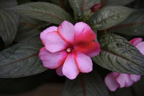 New Guinea impatiens hawkerii 'Super Sonic Sweet Cherry'