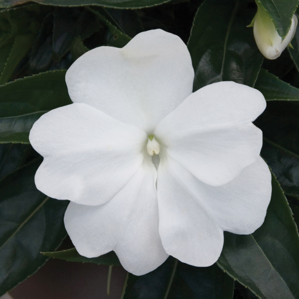 New Guinea impatiens hawkerii 'Super Sonic White'