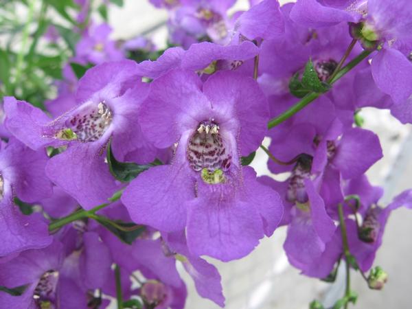 Angelonia angustifolia 'Carita Purple'