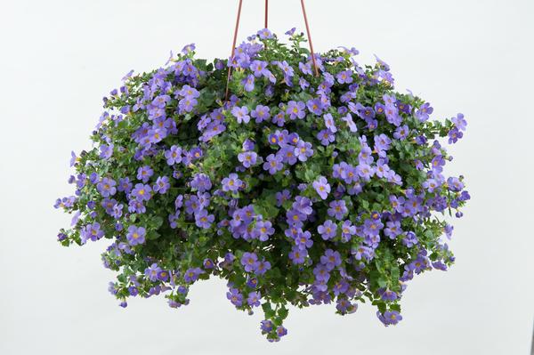 Bacopa sutera cordata 'Scopia Gulliver Blue'