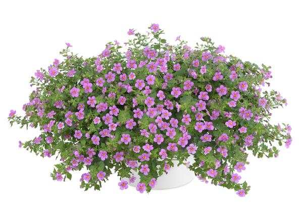 Bacopa sutera cordata 'Scopia Gulliver Pink'