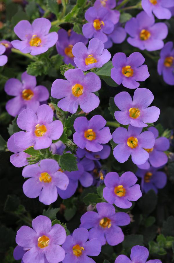 Bacopa sutera cordata 'Big Falls Dark Blue 24'