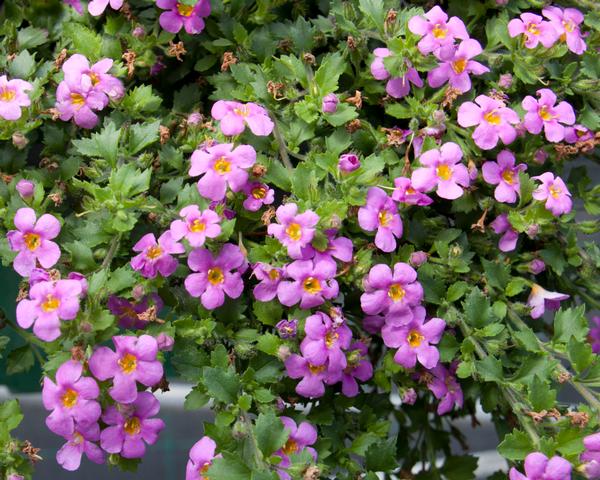 Bacopa sutera cordata 'Big Falls Dark Pink 24'