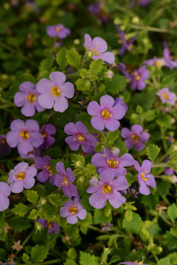 Bacopa sutera cordata