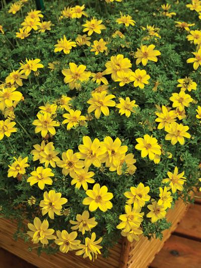 Bidens ferulifolia