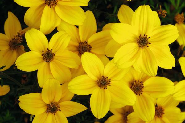 Bidens ferulifolia 'Namid Compact Yellow'