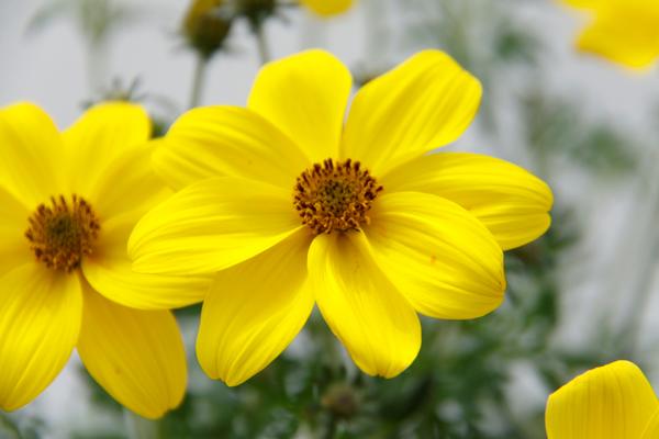 Bidens ferulifolia