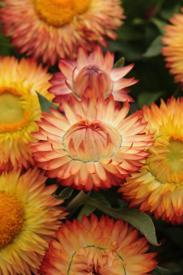 Bracteantha bracteata 'Mohave Apricot'