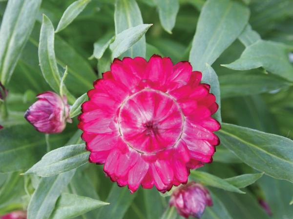 Bracteantha bracteata