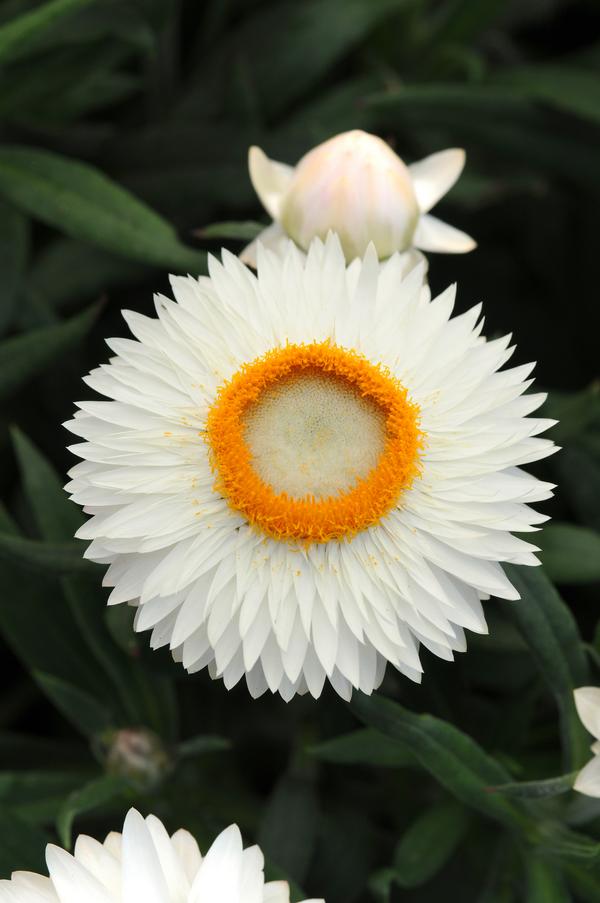 Bracteantha bracteata 'Mohave White '24'