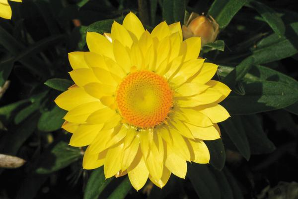 Bracteantha bracteata 'Mohave Yellow'