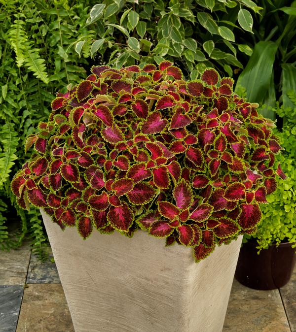 Coleus scutellarioides 'Party Time Pink Berry'