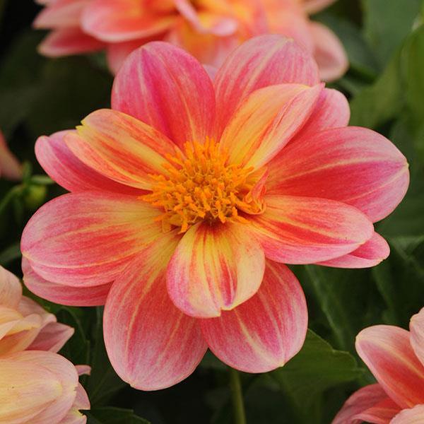 Dahlia hybrida 'Dalaya Pink and Lemon'