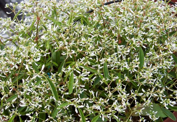 Euphorbia hypericifolia 'Loreen White'