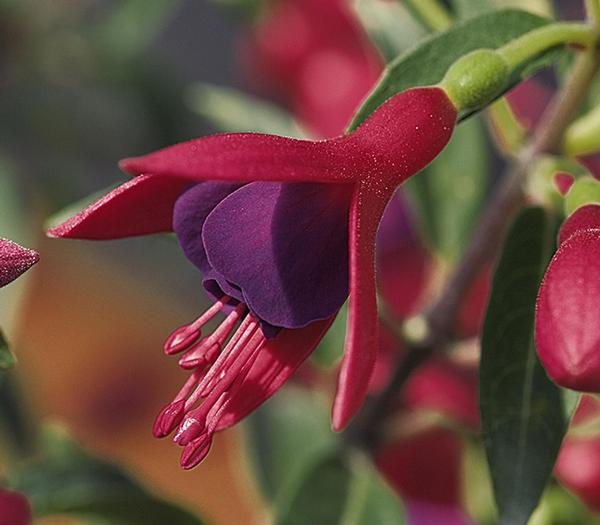 Fuchsia hybrid 'Blue Eyes'