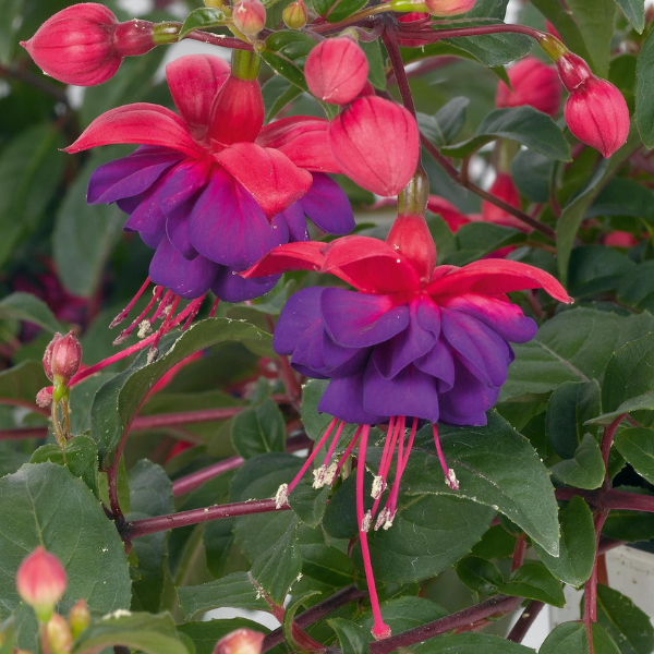 Fuchsia hybrid 'Dark Eyes'