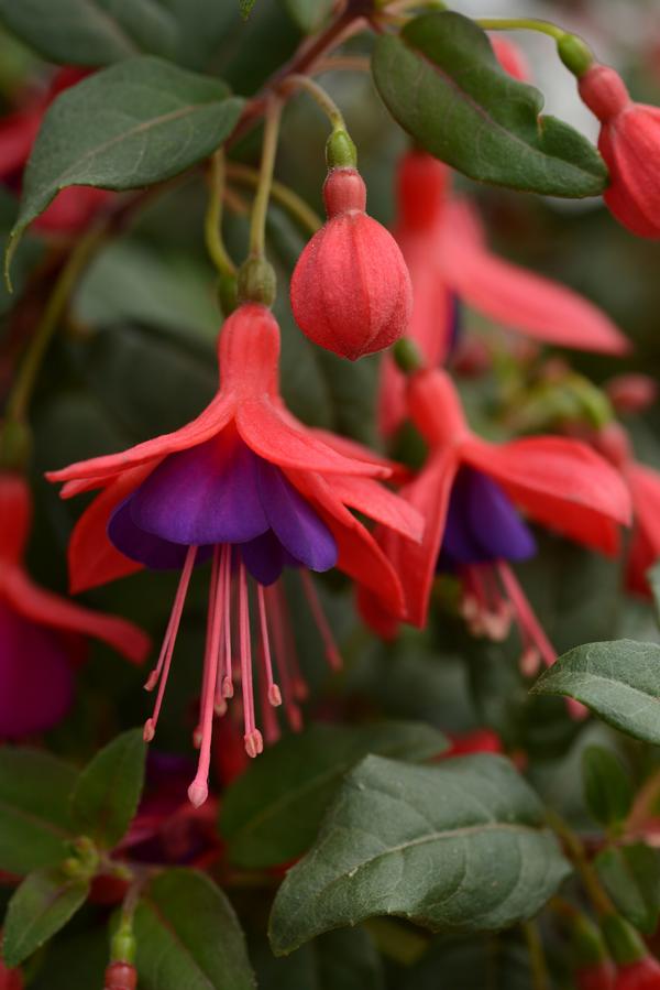 Fuchsia hybrid 'Bellinto Compact Red and Violet'