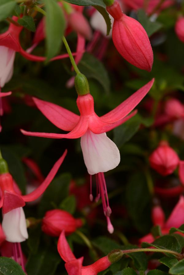 Fuchsia hybrid 'Bellinto Compact Red and White'