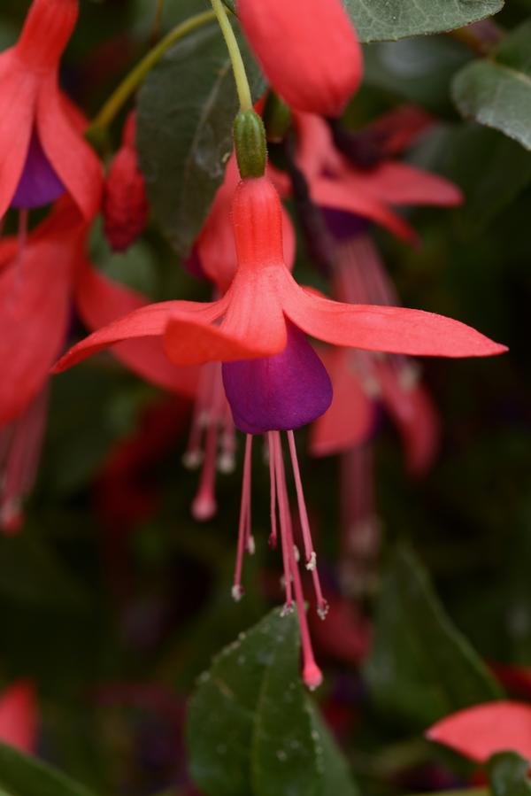 Fuchsia hybrid 'Bellinto Red and Blue'