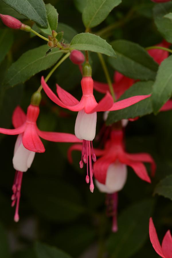 Fuchsia hybrid 'Bellinto Red and White'