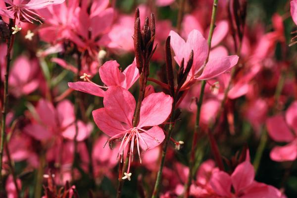 Gaura lindheimeri
