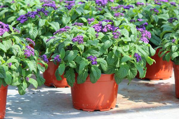 Heliotrope arborescens 'Scentropia Dark Blue'