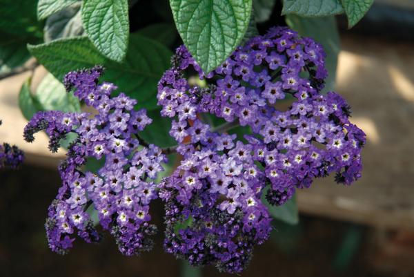 Heliotrope arborescens 'Marino Blue'